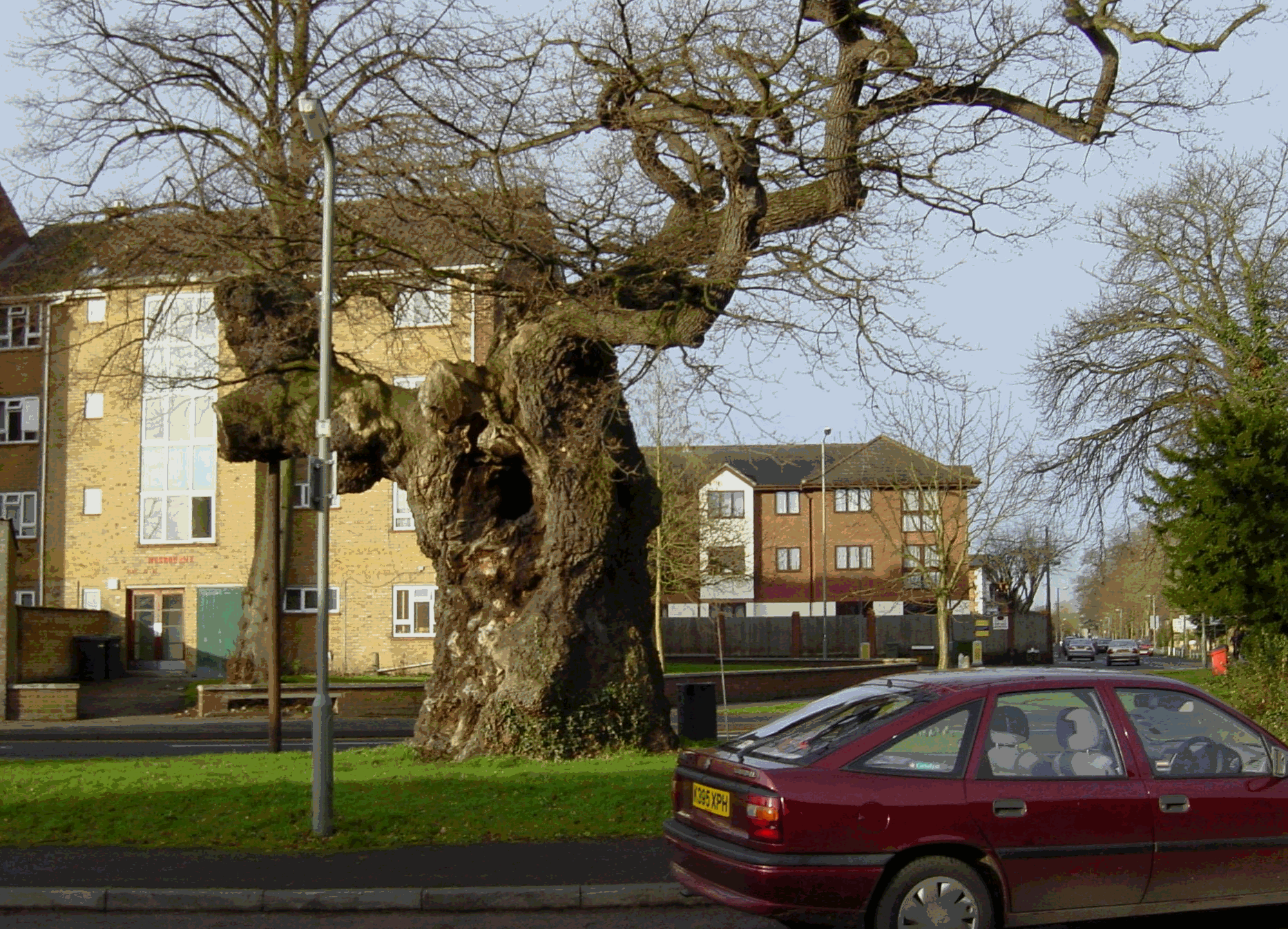 The Gospel Oak Tree